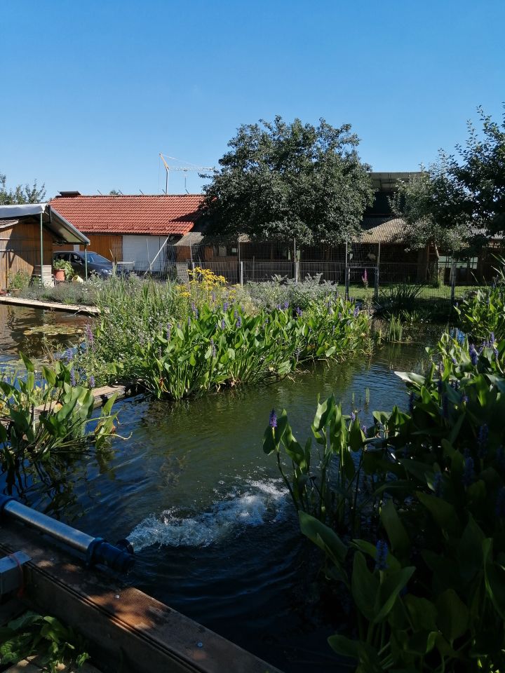 Teichpflanzen, Wasserpflanzen, Seerose, Schwertlilie, Krebsschere in Wald