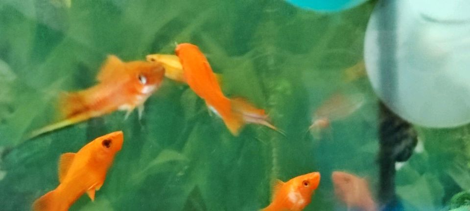 Schwertträger Koischwertträger Aquarienfische Zierfische Fische in Ilsede