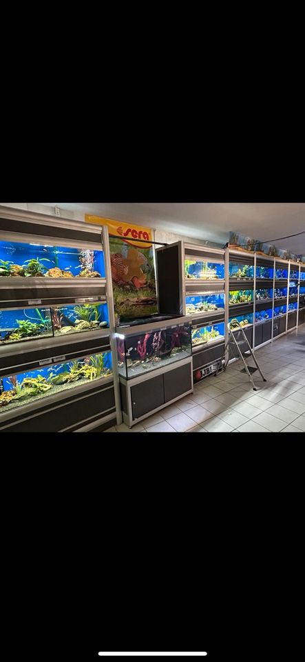 Verkaufsanlqge Aquarien zuchtanlage in Illingen