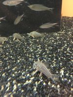 Corydoras sterbaii, Orangeflossen-Panzerwelse für Aquarien Nordrhein-Westfalen - Mönchengladbach Vorschau