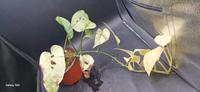 Monstera Laniata Mint Rheinland-Pfalz - Bescheid bei Hermeskeil Vorschau