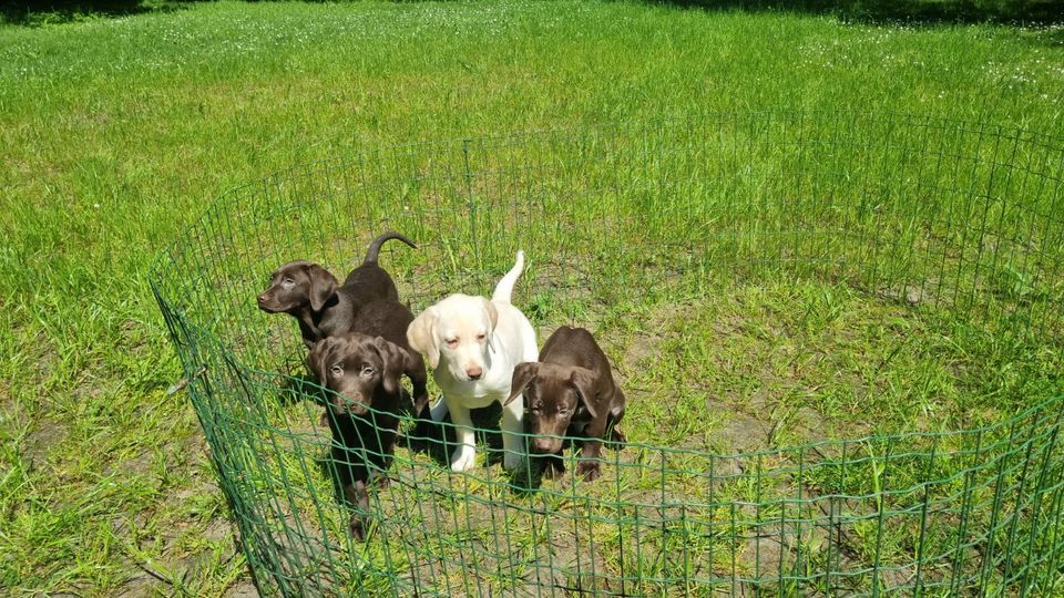 Süße Kleiner Münsterländer x Labrador Pudel Mix Welpen von PRIVAT in Verl