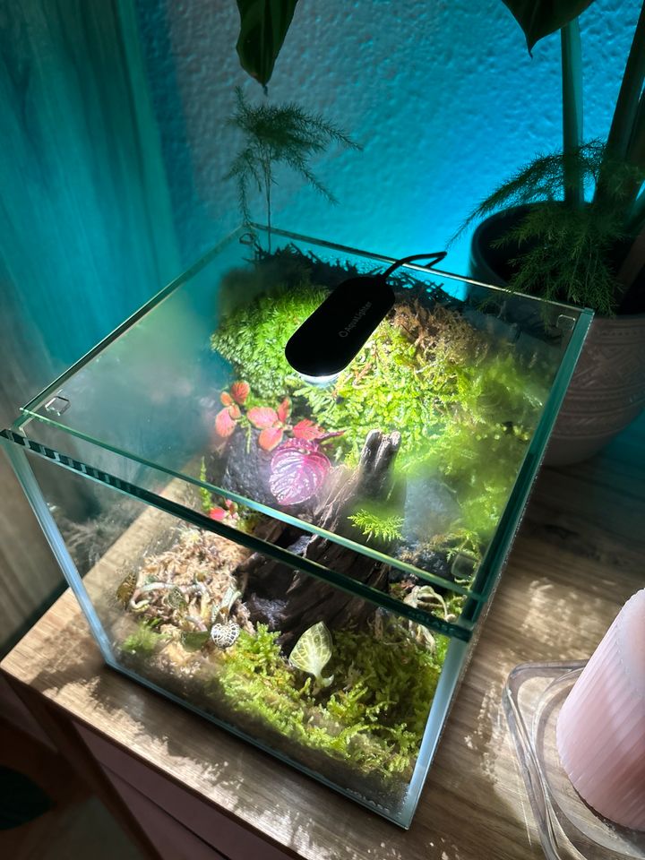 Wabi kusa Paludarium Aquarium kein dooa Ada bioloark in Gera