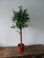 Oliven Baum Kunstpflanze Blumen Dekoration Sachsen - Neukirchen/Erzgeb Vorschau