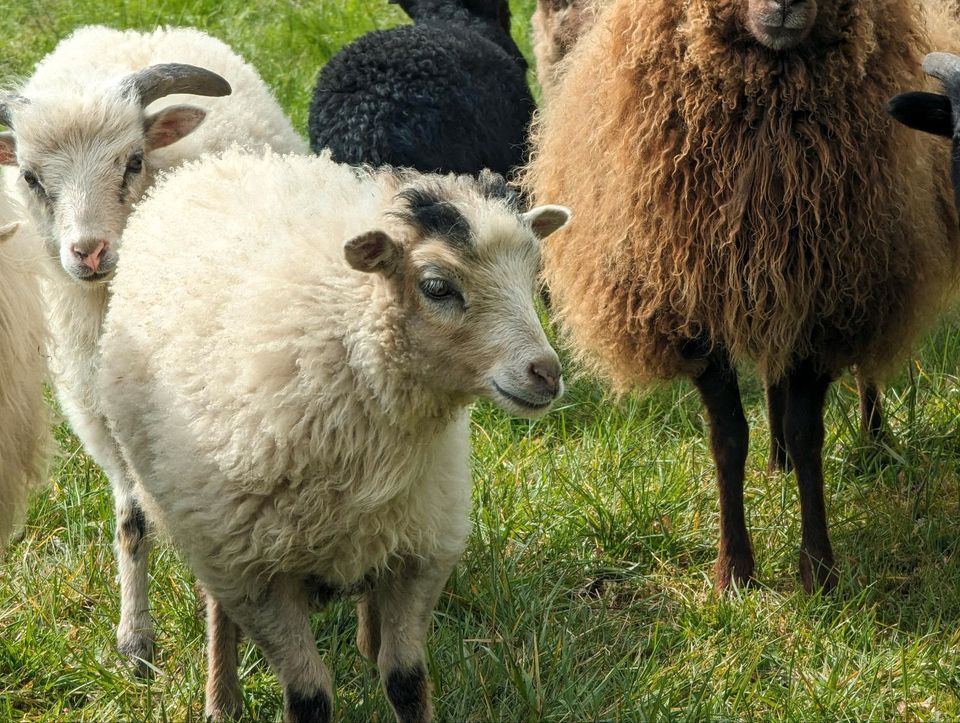Schafe (Oussant und Ostpreußische Skudden) in Liebenau