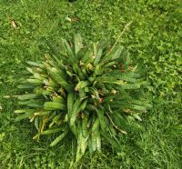 Gasteria carinata Schaupflanze Kaktus Sukkulent Dresden - Gorbitz-Süd Vorschau