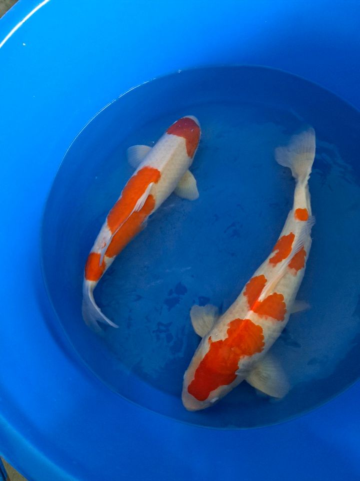 KOI Dainichi Kohaku Showtiere ! ! ! in Nürnberg (Mittelfr)