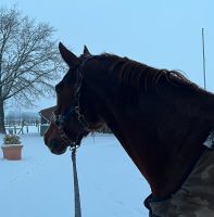 Reitunterricht und Reitbeteiligung Herzogtum Lauenburg - Brunstorf Vorschau