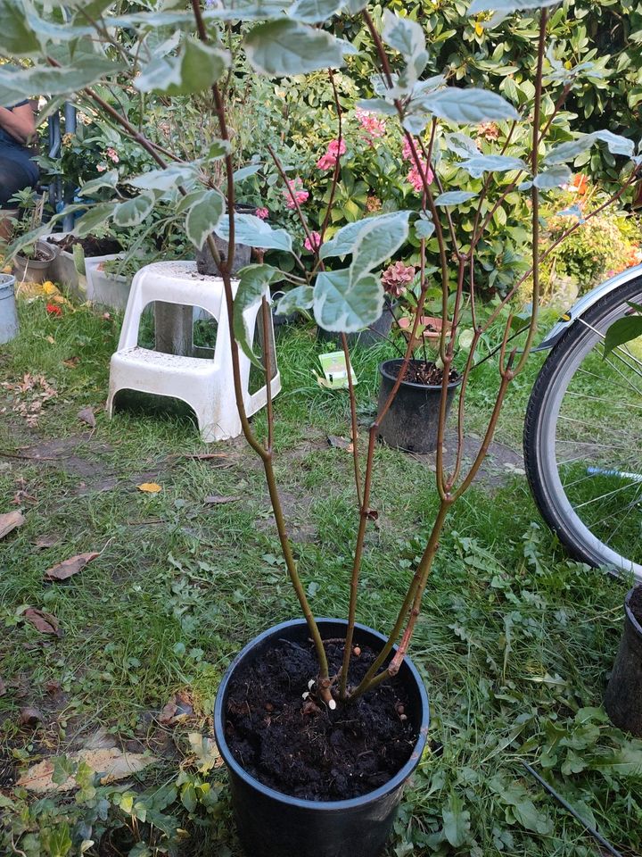 Weißbunte Feldahorn Gartenpflanze Pflanze in Mönchengladbach