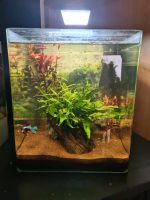 Nano Aquarium Komplett. Nordrhein-Westfalen - Schermbeck Vorschau