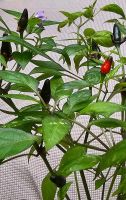 Chili Pflanze Trifetti, selten Saarland - Ensdorf Vorschau