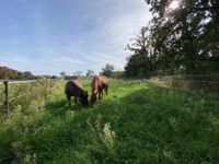 Offenstallplatz Neuenhagen/Isländer/Pferd Berlin - Lichtenberg Vorschau