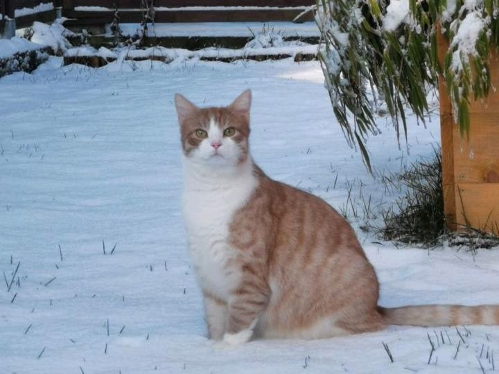 Kater Rübe vermisst seit April 23 in Oldenburg