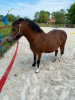 Welsh Mountain Pony A (17 Jahre) Niedersachsen - Stedesdorf Vorschau