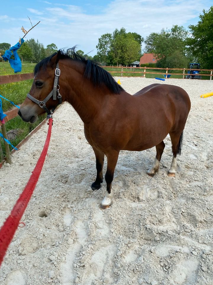 Welsh Mountain Pony A (17 Jahre) in Stedesdorf