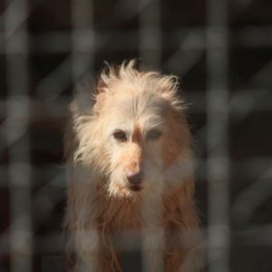 Mischling Hündin Struppelchen Vera sucht ein Kuschelkörbchen. in Wiesbaden