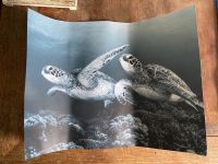 Poster Schildkröte Wandbild Meer Unterwasser Bild Natur Korallen Dresden - Neustadt Vorschau