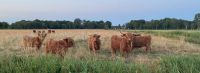 4 Highland Cattle Bio Färsen aus 2022, Hochlandrinder Häfen - Bremerhaven Vorschau