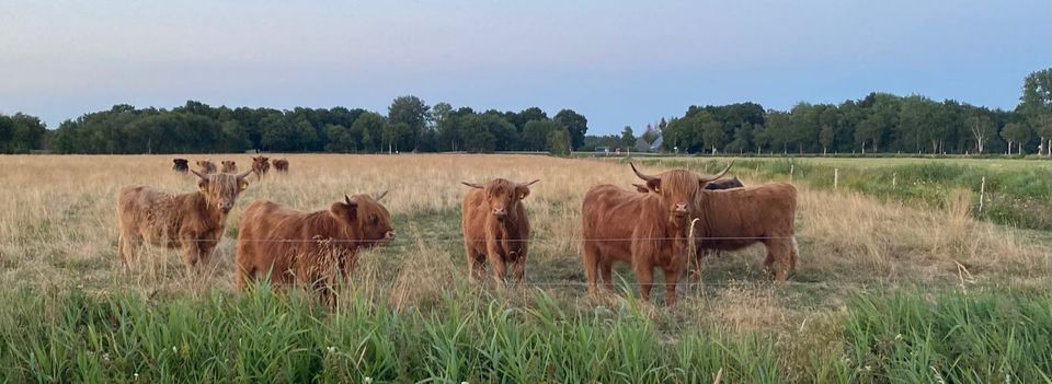 2 Highland Cattle Bio Färsen aus 2022, Hochlandrinder in Bremerhaven