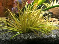 Aquariumpflanze Blyxa japonica Nordrhein-Westfalen - Marl Vorschau