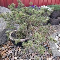 Bonsai Bergkiefer ca 35 Jahre alt aus Nachlass Dithmarschen - Marne Vorschau