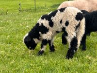 Walliser Schwarznasen Bock Lamm Splitti Bayern - Falkenberg Vorschau