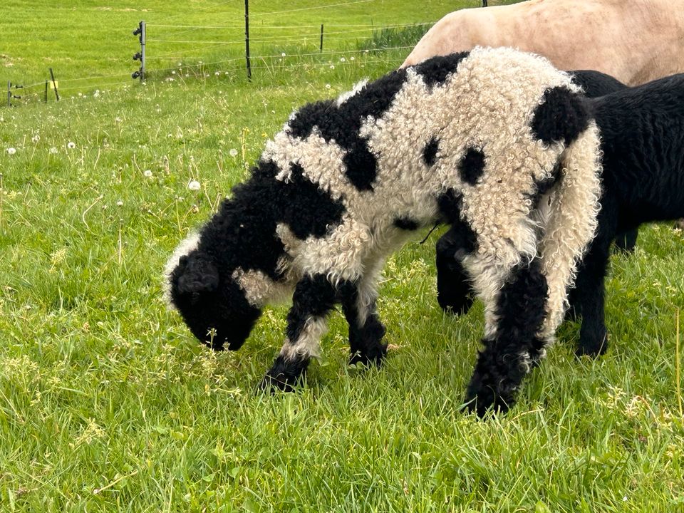 Walliser Schwarznasen Bock Lamm Splitti in Falkenberg