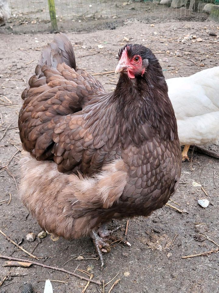 1 große Orpington Henne schokobraun Huhn, Hühner in Holste