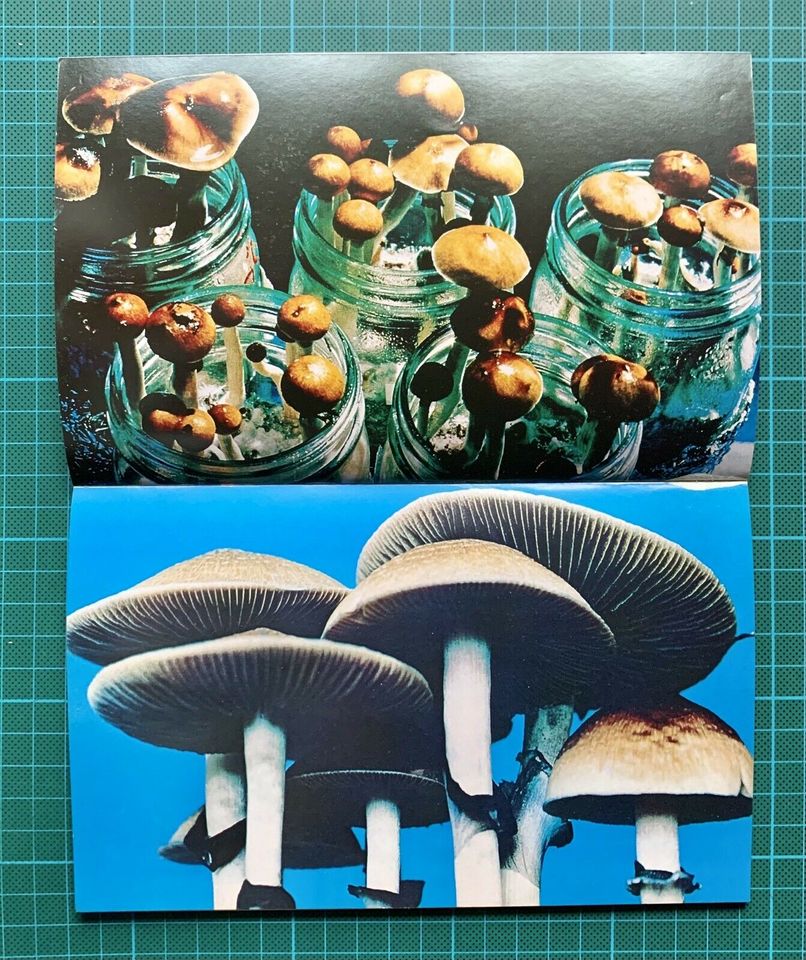 Psilocybin Buch in Ichenhausen