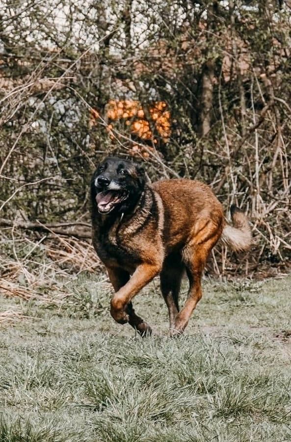 Malinoisseniorin Ika in Zwiesel