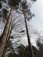 Baumfällung/Baumpflege/Obstbaumschnitt Brandenburg - Nuthe-Urstromtal Vorschau