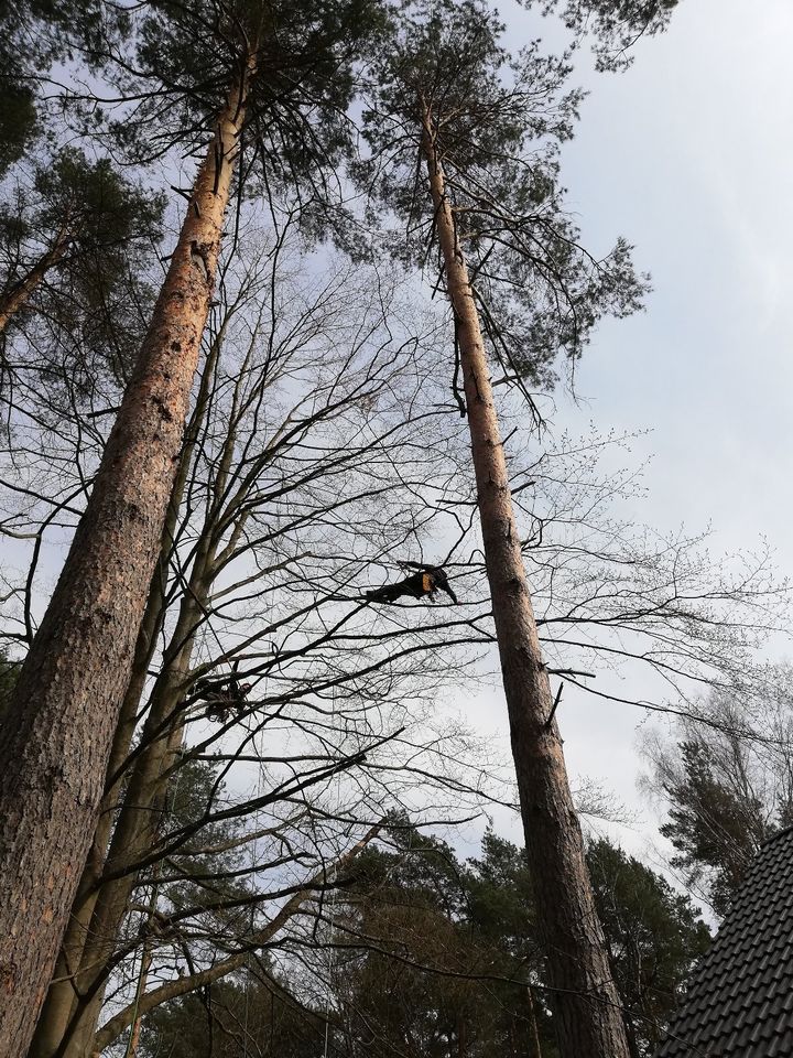 Baumfällung/Baumpflege/Obstbaumschnitt in Nuthe-Urstromtal