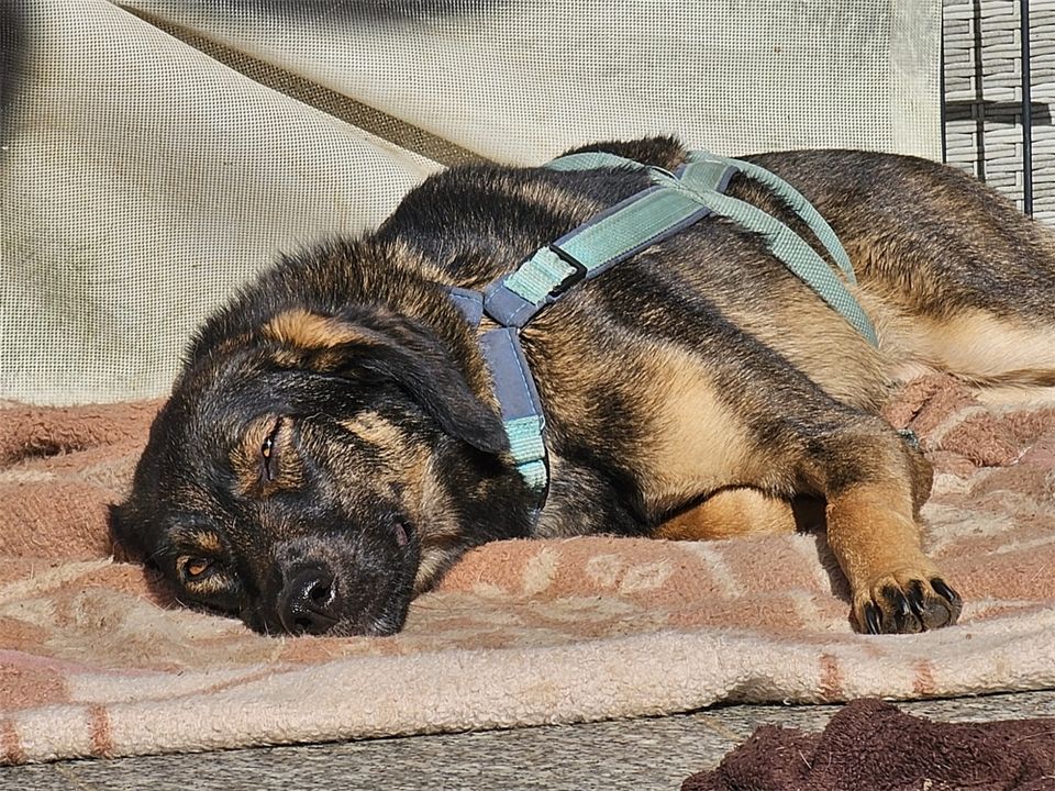 Edith - liebe Hündin sucht Zuhause! in Oberwies bei Nassau