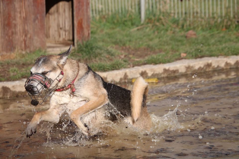 Rudi (ca. 6,5 Jahre) sucht klare Menschen in Mengkofen