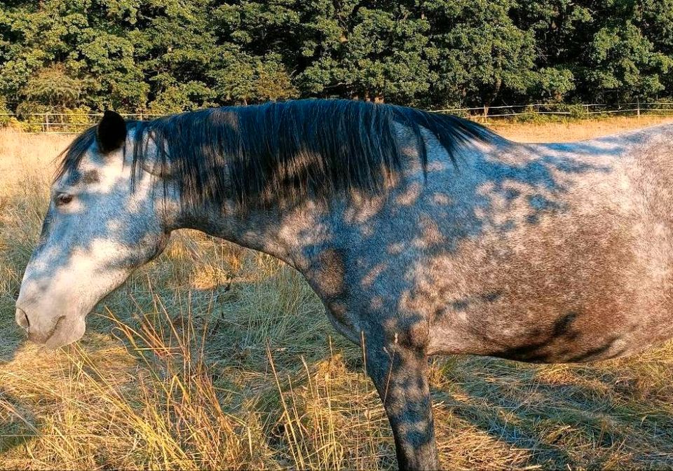 Verkaufe 6-jährige PRE-Stute mit Topp Abstammung! in Halsbrücke