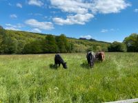 Sommerweide ab April/Mai in 65527 Niedernhausen Hessen - Niedernhausen Vorschau