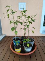 Chilis Chilipflanzen Chili Pflanzen Nordrhein-Westfalen - Solingen Vorschau