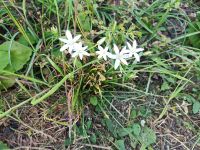 3 Nester mit Milchstern Blumenzwiebel Niedersachsen - Vechelde Vorschau