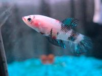 Betta Koi versch. Farben Baden-Württemberg - Fronreute Vorschau