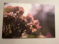 Wandbild Hortensie (selbst fotografiert) 60x90cm Nordfriesland - Viöl Vorschau