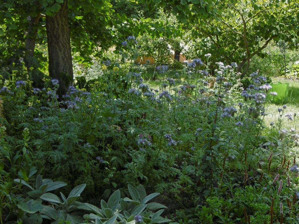 Gärtner,Gärtnerin,Mitarbeiterin,Job, Stellenanzeige,Garten in Kiel