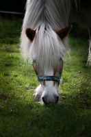 Suche nette Reitbeteiligung für meinen Haflinger Sachsen-Anhalt - Ermsleben Vorschau