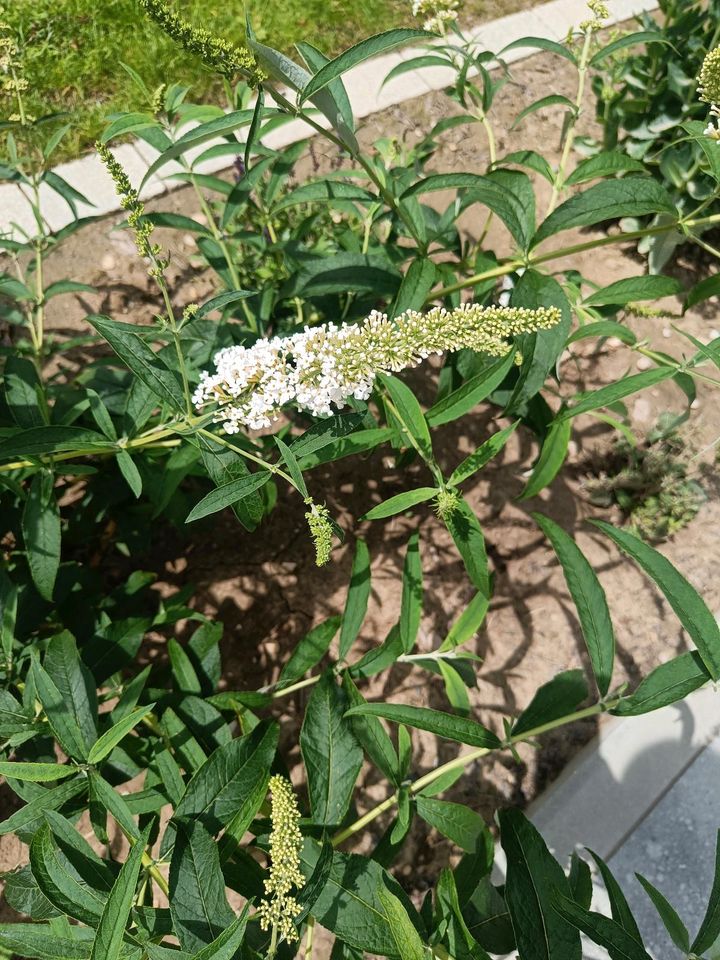 Schmetterlingsflieder Buddleja davidii weiß in Dietenheim