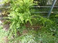 hohe Berberitze grün Berberis thunbergii Hecke Solitär Hessen - Griesheim Vorschau