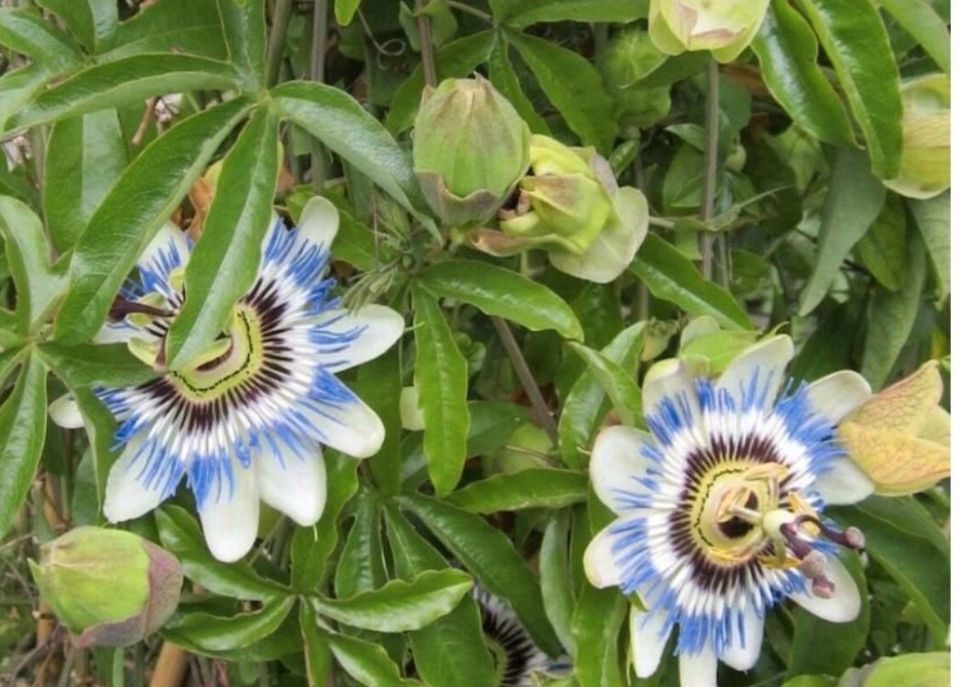 Passionsblume Ableger mit Wurzel (an Selbstabholer Karlsruhe) in Karlsruhe