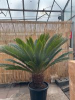 Sagopalmfarn Cycas Revoluta Palme | XXL | 150cm Stuttgart - Feuerbach Vorschau