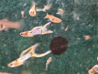 ✅️Endler Guppy Japan Blue-Filigran reinerbig Nordrhein-Westfalen - Lünen Vorschau