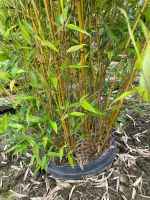 Bambus Bambusstaude Pflanze groß im Fass Essen - Essen-Kray Vorschau