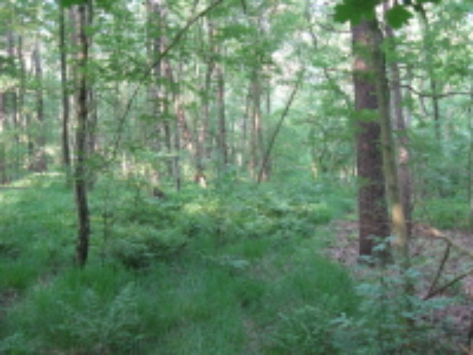 2,6 ha Wald in 27446 Selsingen - Lavenstedt in Selsingen