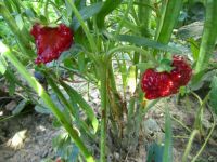 Erdbeeren 'Mieze Schindler' Erdbeerpflanze aus Naturgarten Hessen - Liebenau Vorschau